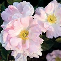 Climbing Rose Morning Magic™