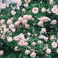Climbing Rose New Dawn