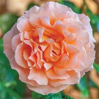 Climbing Rose Polka™