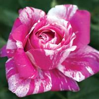 Climbing Rose Raspberry Cream Twirl™