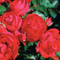 Climbing Rose Red Eden<sup>®</sup>