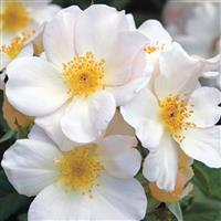 Climbing Rose Sally Holmes