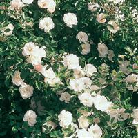 Climbing Rose White Dawn
