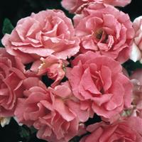 Climbing Rose Zépherine Drouhin