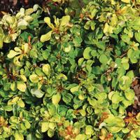 Berberis thunbergii 24K Gold