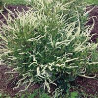 Clethra Einstein