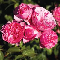 Climbing Rose Leonardo da Vinci