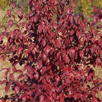 Cornus Little Ruby