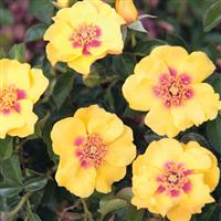 Floribunda Rose Eyeconic Lemonade