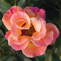 Floribunda Rose Eyeconic Mango Lemonade
