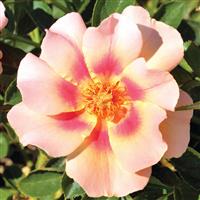 Floribunda Rose Eyeconic Melon Lemonade