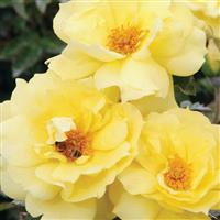 Floribunda Rose Anthony Meilland