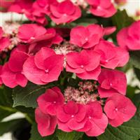 Hydrangea macrophylla Cherry Explosion