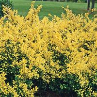 Ilex Crenata Drops Of Gold