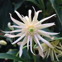 Illicium Star Flower Orion