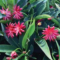 Illicium Star Flower Scorpio