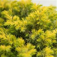 Juniper conferta Golden Pacific