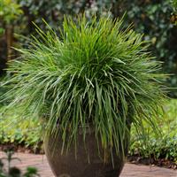 Lomandra Lime Tough