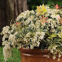Pieris Fire N Ice