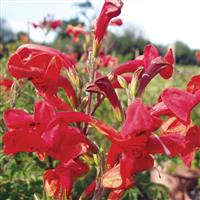 Tecomaria Red Riot