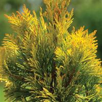 Thuja Forever Goldy
