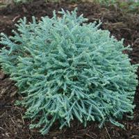 Thuja Pancake