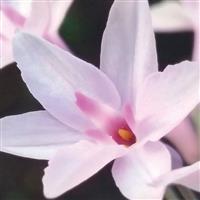 Tulbaghia Ashanti