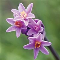 Tulbaghia Himba