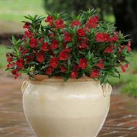 Mimulus Burst Berry