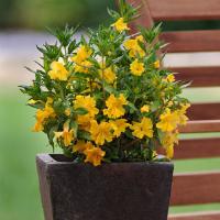 Mimulus Burst Lemon