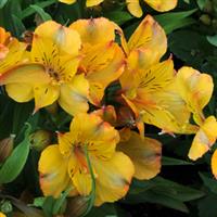 Colorita Ariane Alstroemeria