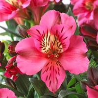 Colorita Feline Alstroemeria