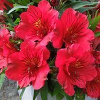 Colorita Kate Alstroemeria