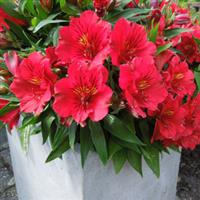 Colorita Kate Alstroemeria