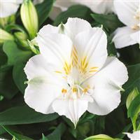 Colorita Lauren Alstroemeria
