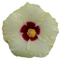 HibisQs<sup>®</sup> Boreas White Hibiscus