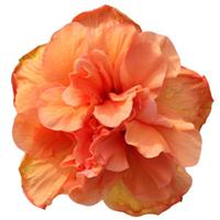HibisQs<sup>®</sup> Laluna Hibiscus