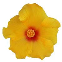HibisQs<sup>®</sup> Multi-Tropic Yellow Hibiscus
