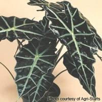 Polly Alocasia