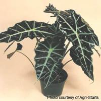 Polly Alocasia