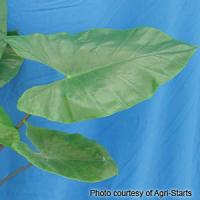 Black Stem Alocasia
