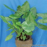 Black Stem Alocasia