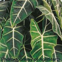 Frydek Alocasia