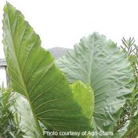 Calidora Alocasia