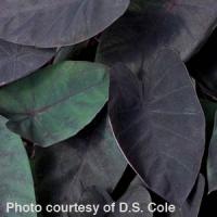 Black Magic Colocasia