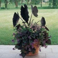 Black Magic Colocasia