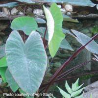 Red Stem Colocasia