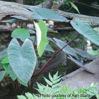 Red Stem Colocasia