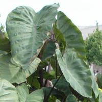 Royal Hilo Colocasia