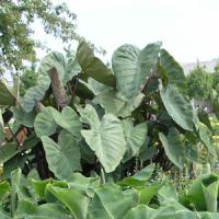 Royal Hilo Colocasia
